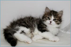 Female Siberian Kitten from Deedlebug Siberians